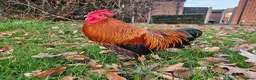 Chickens poultry for sale: Bantam rooster needs rehoming - Advert 1