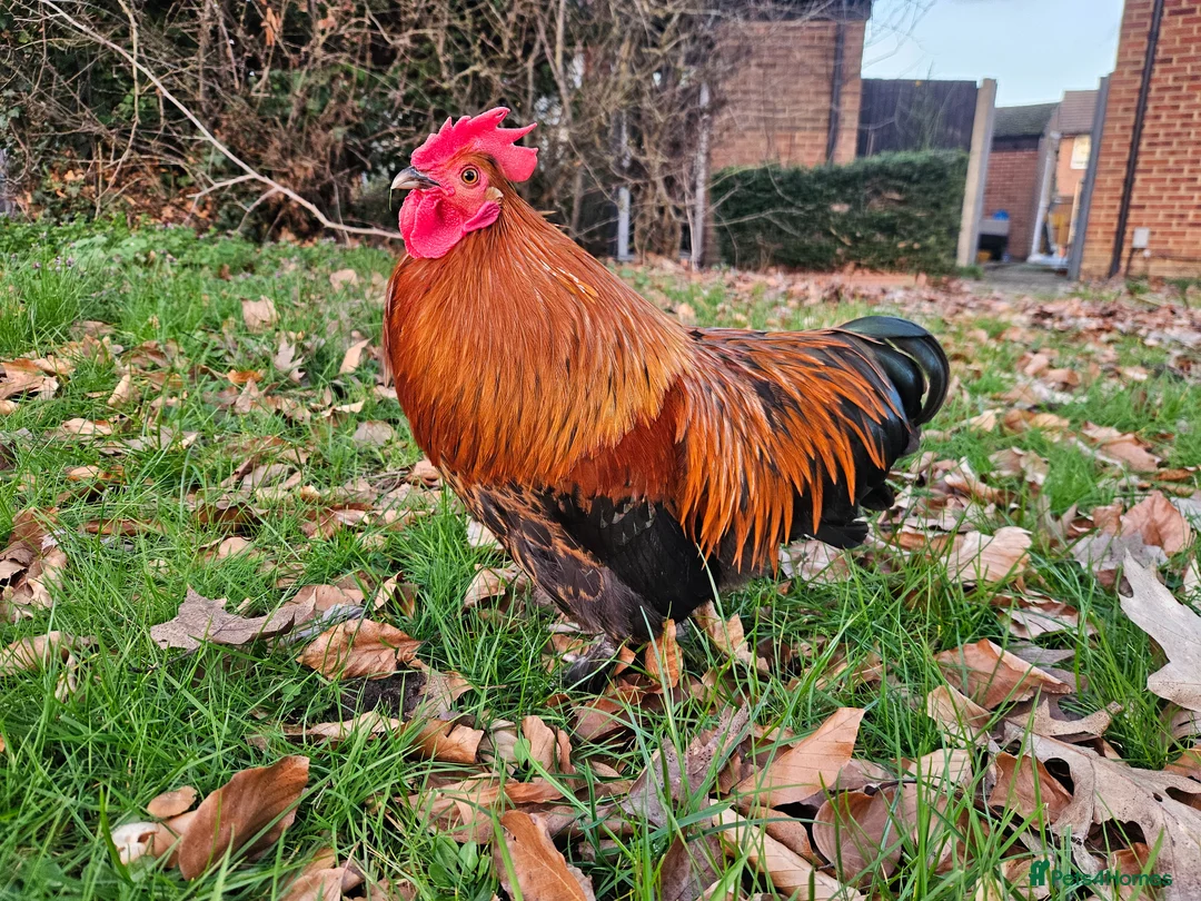 Chickens poultry for sale: Bantam rooster needs rehoming - Advert 1
