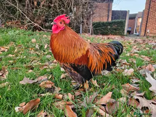 Chickens poultry Bantam rooster needs rehoming - Advert 1