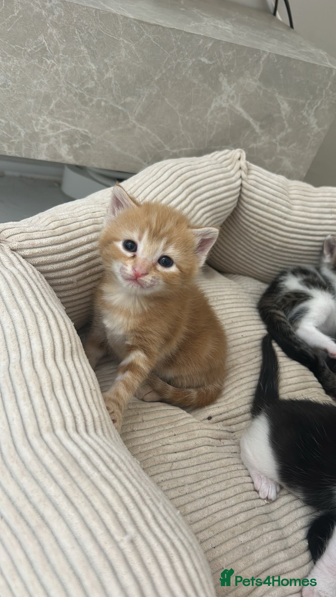 Mixed Breed cats Beautiful Maine Coon × Ragdoll Mix Kittens - Advert 2