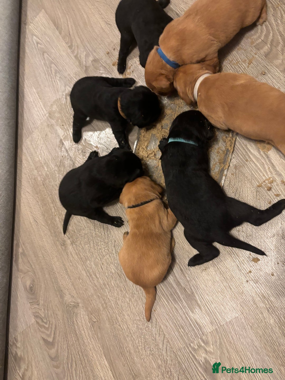 Labrador Retriever dogs for sale: 7 beautiful Labrador puppies red and black  - Advert 4