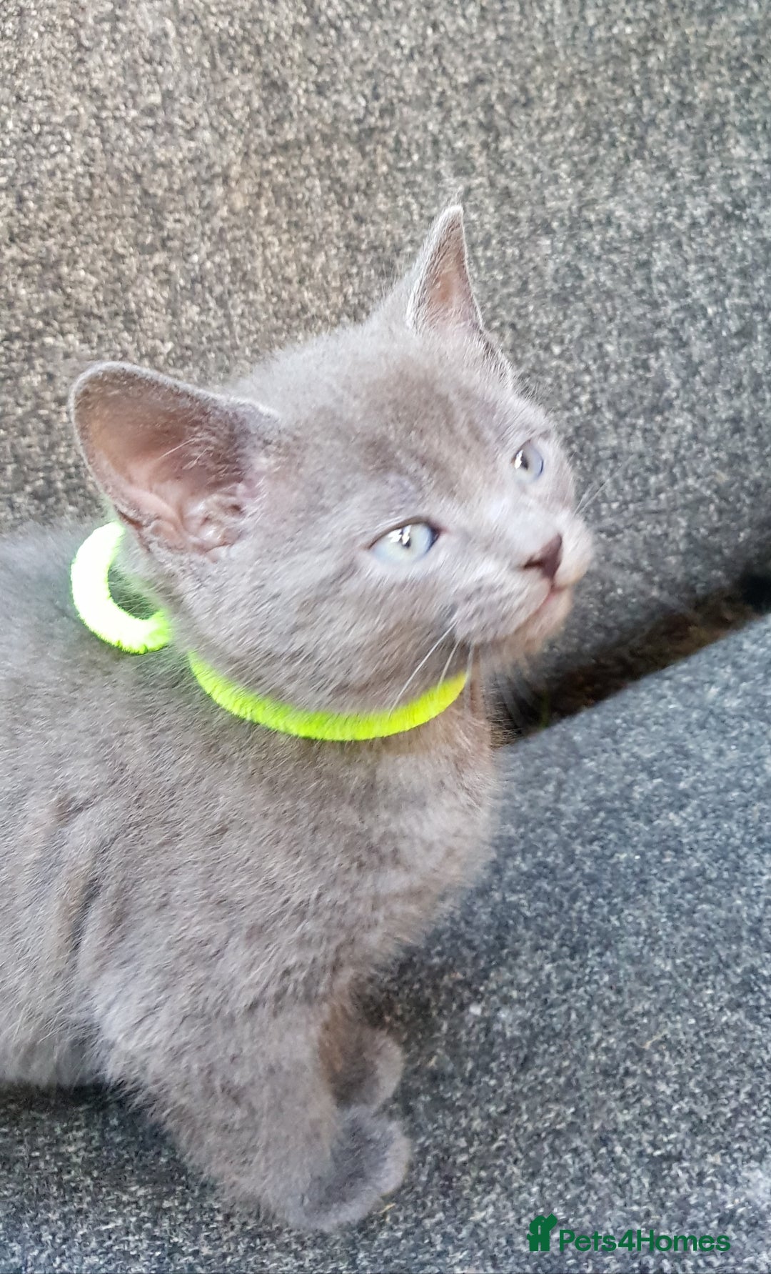 Mixed Breed cats for sale: Grey kittens  - Image 17