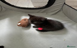 Domestic Shorthair cats for sale: For Sale! Three black cute and lovely kittens  - Image 13