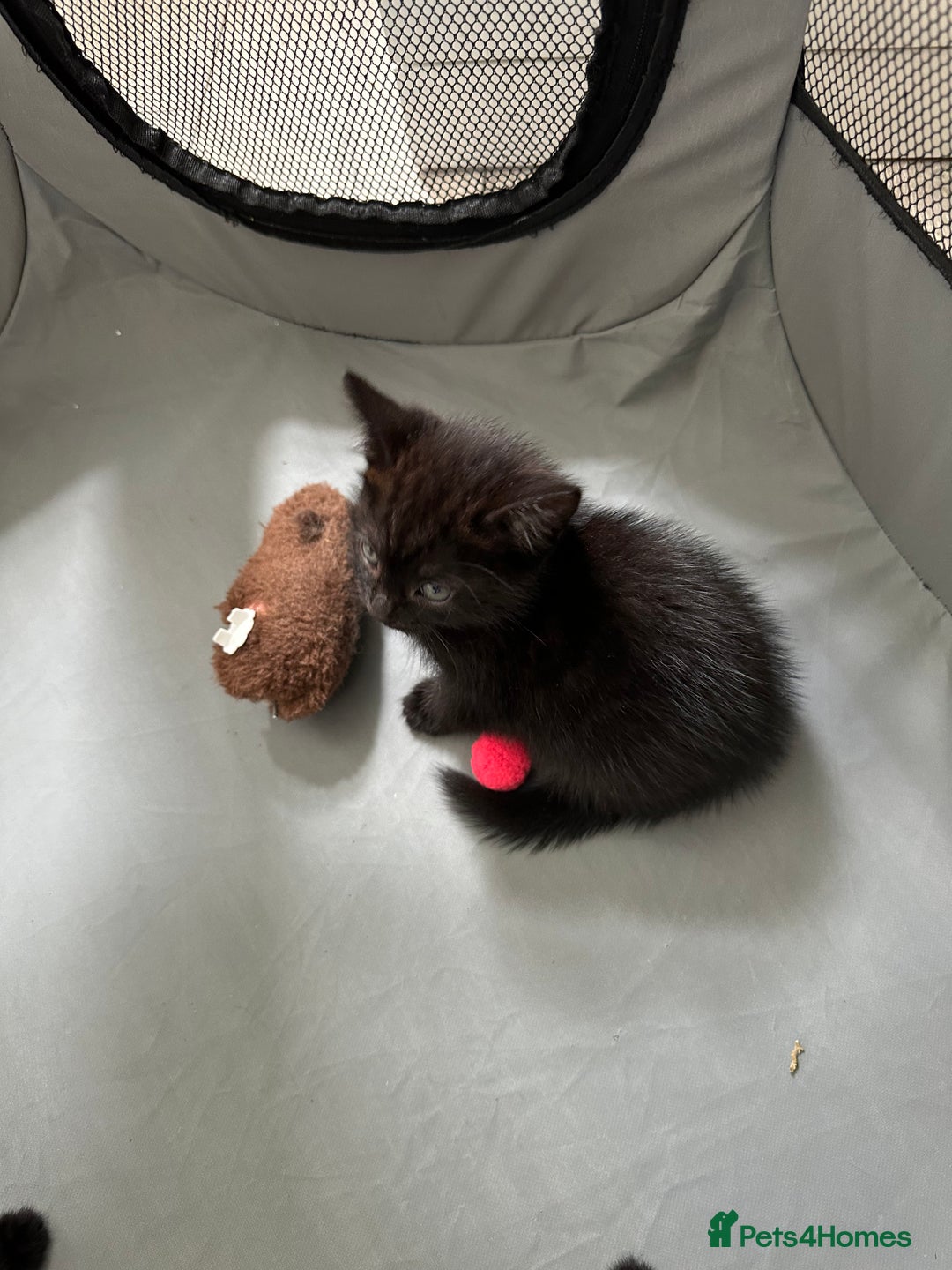 Domestic Shorthair cats for sale: For Sale! Three black cute and lovely kittens  - Image 13