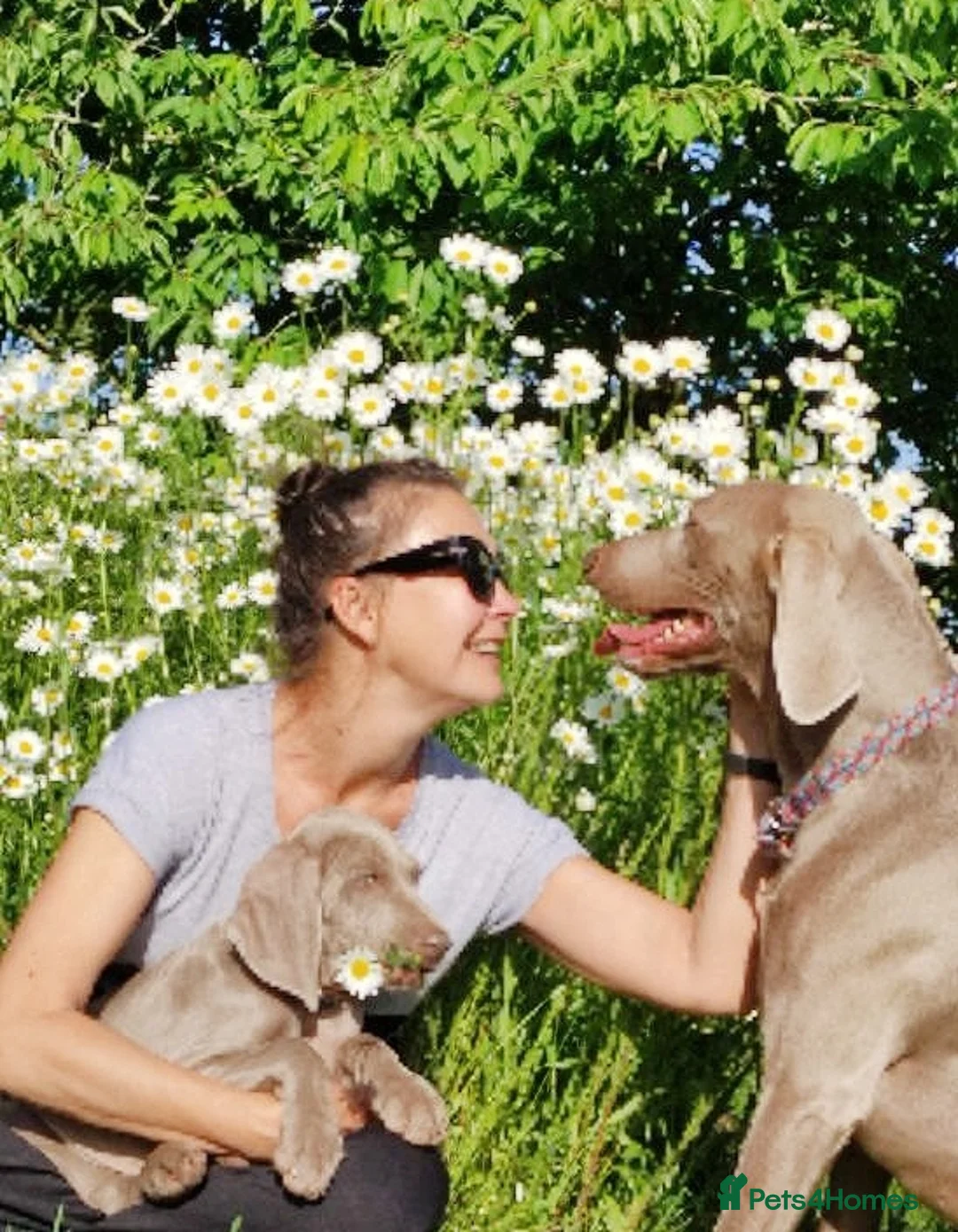 Weimaraner dogs for stud: 🔥super stud🔥Hipscored🔥KC reg in Woodbridge - Advert 15