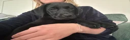 Labrador Retriever dogs for sale: 🌟Ready now! 🌟 Black Labrador puppies  - Advert 6