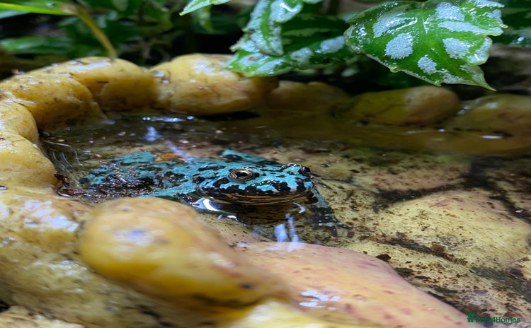 Frog reptiles - Advert 7