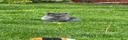 Mini Lion Lop rabbits for sale: Mini lion lops  - Advert 22