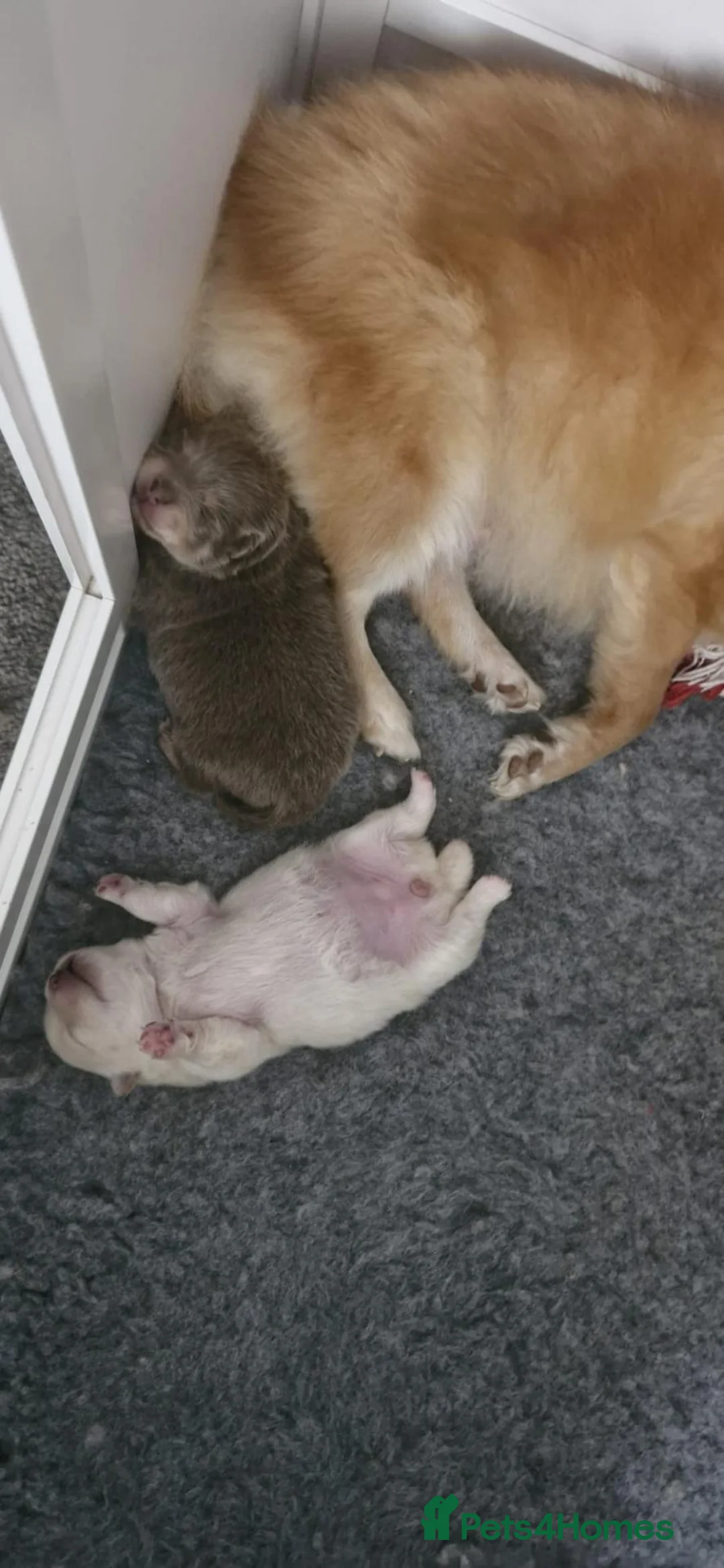 Pomeranian dogs for sale:  🐾💕 GORGEOUS POMERANIAN PUPPIES 💕🐾 - Advert 1