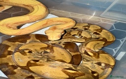 Snake reptiles for sale: Balls and boas - Image 6