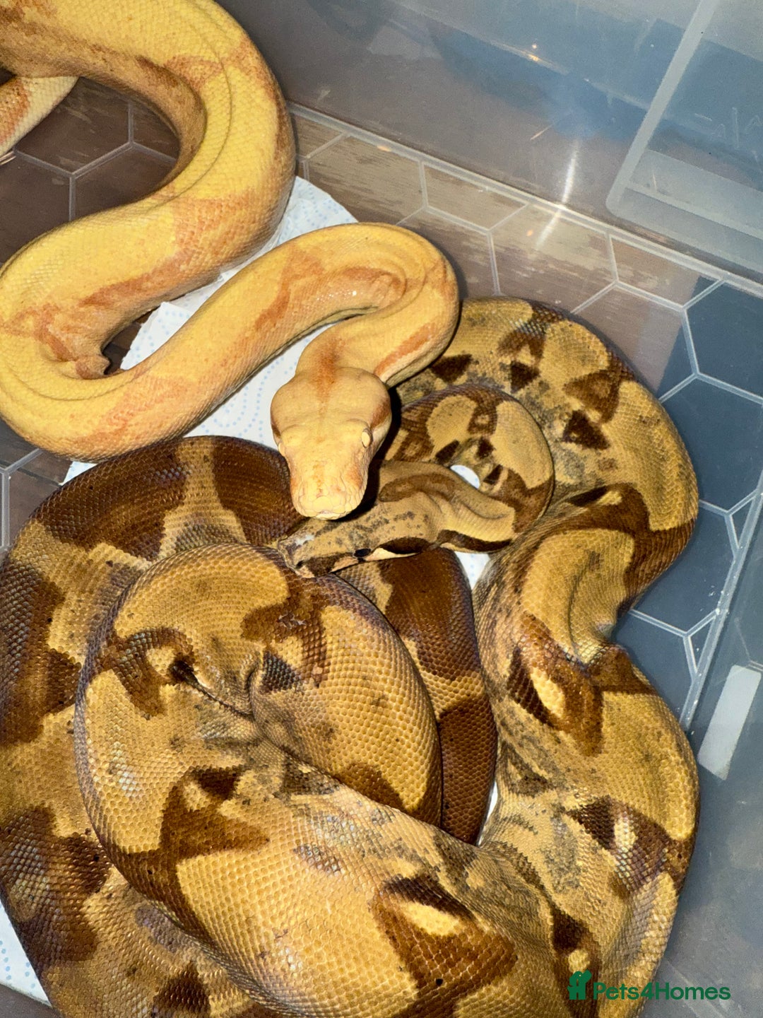 Snake reptiles for sale: Balls and boas - Image 6