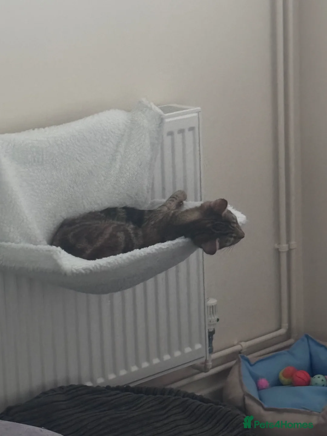 British Shorthair cats for sale: Fluffy-The tabby in Ipswich - Advert 4