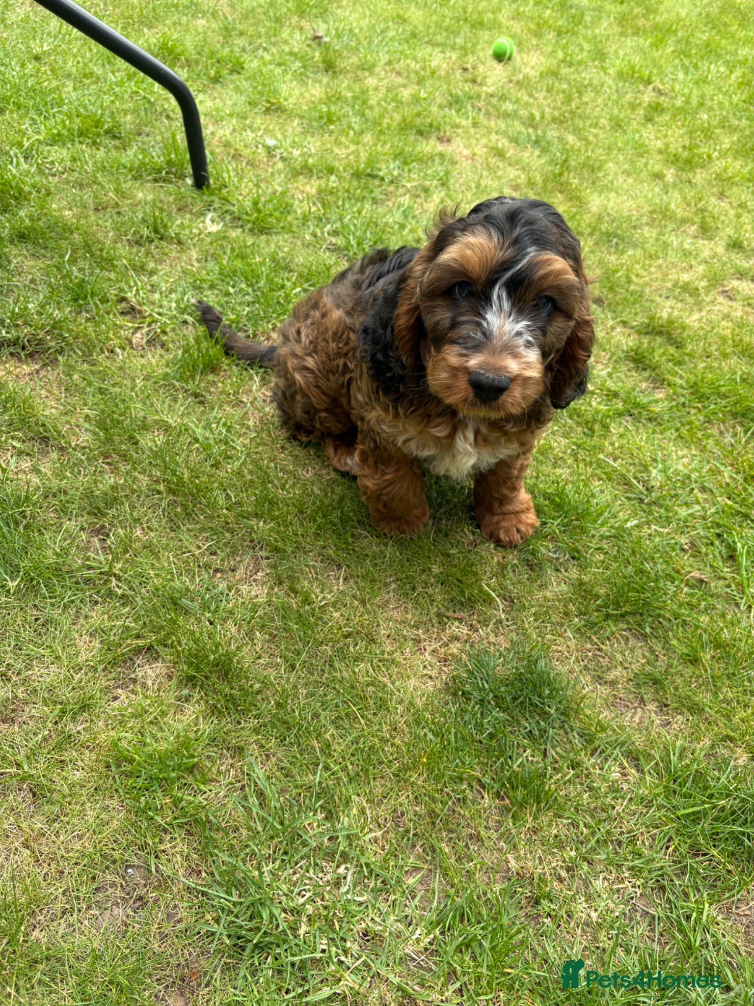 Cockapoo dogs Beautiful cockapoo puppy - Advert 2