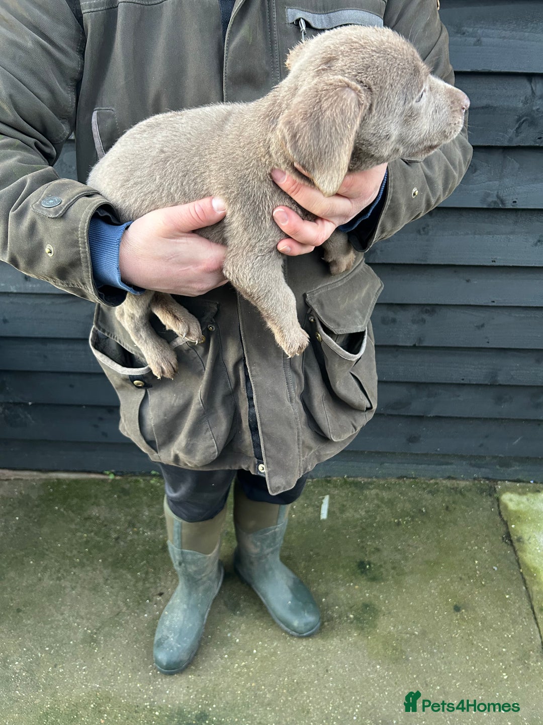 Labrador Retriever dogs for sale: Labrador puppies  - Advert 14