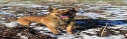 Belgian Shepherd Dog dogs for stud: 🐾 Kairo – Available for Stud 🐾 - Advert 2