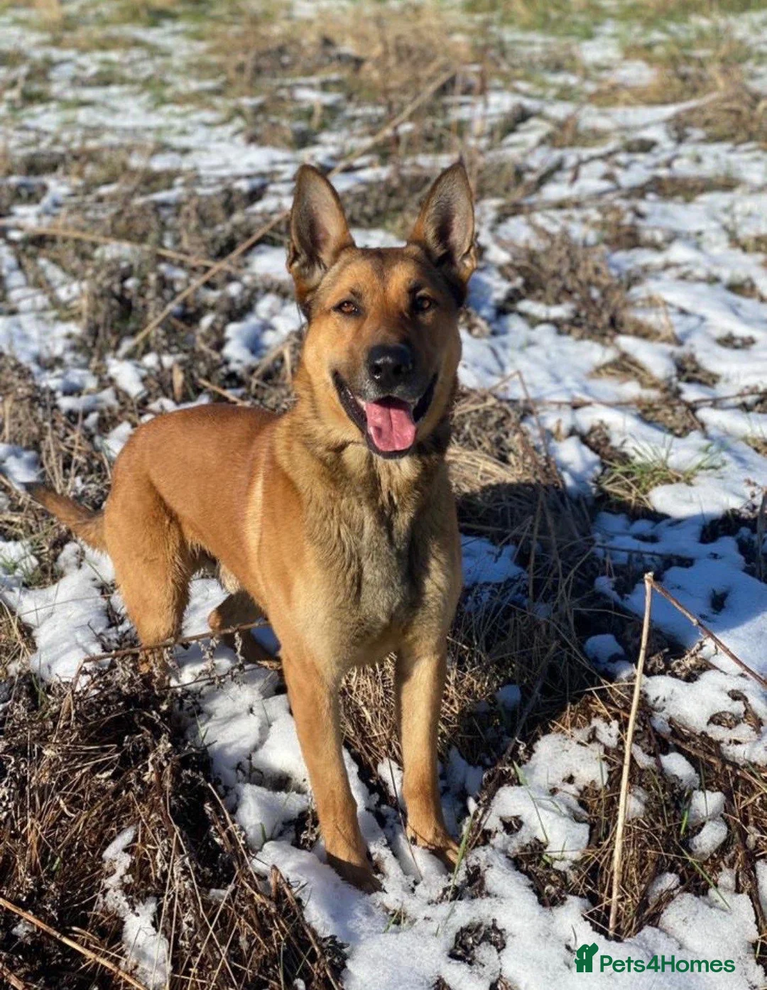 Belgian Shepherd Dog dogs for stud: 🐾 Kairo – Available for Stud 🐾 - Advert 2
