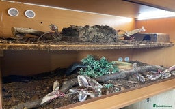 Python Snake reptiles for sale: Adult male enchi morph python with full set up - Image 3
