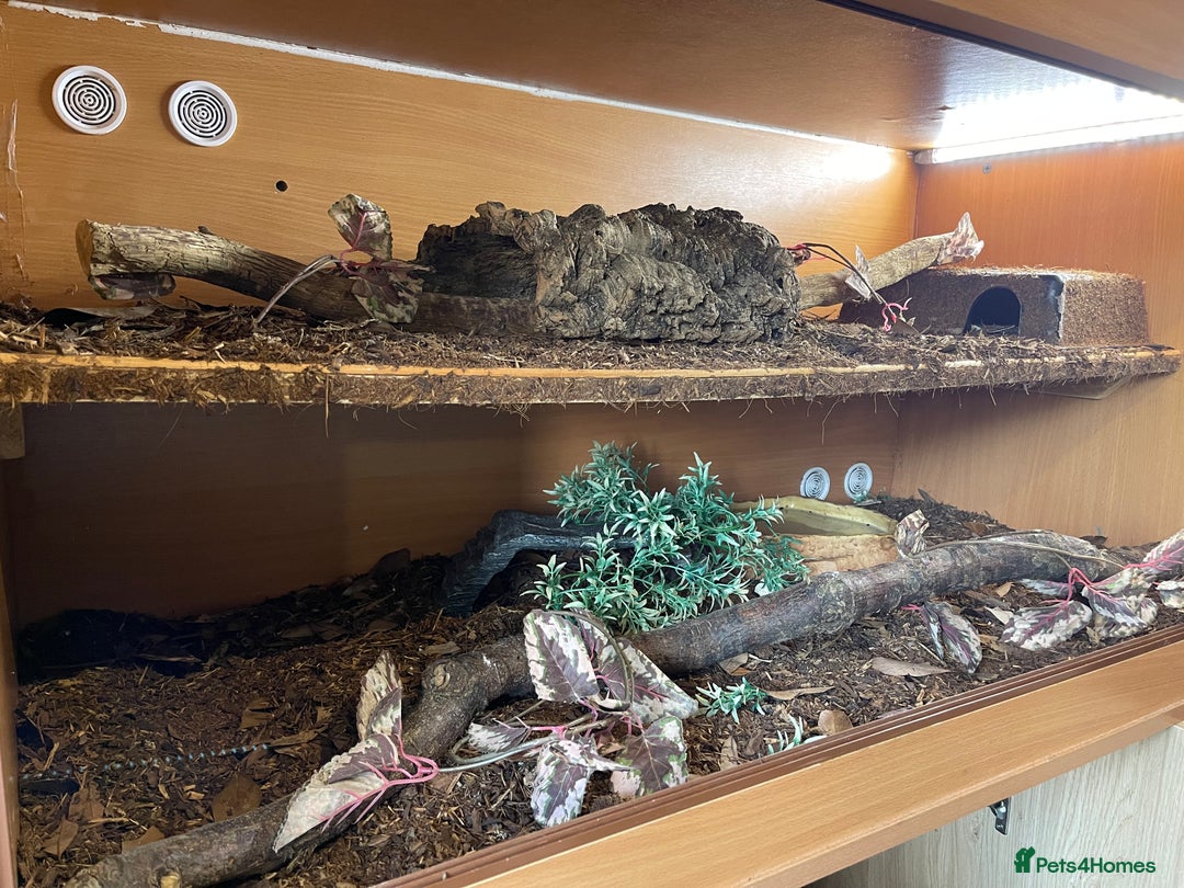Python Snake reptiles for sale: Adult male enchi morph python with full set up - Image 3