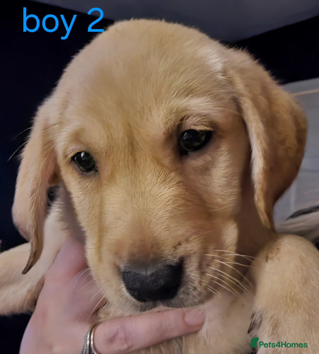 Labrador Retriever dogs for sale: 4 beautiful labrador puppies  - Advert 13