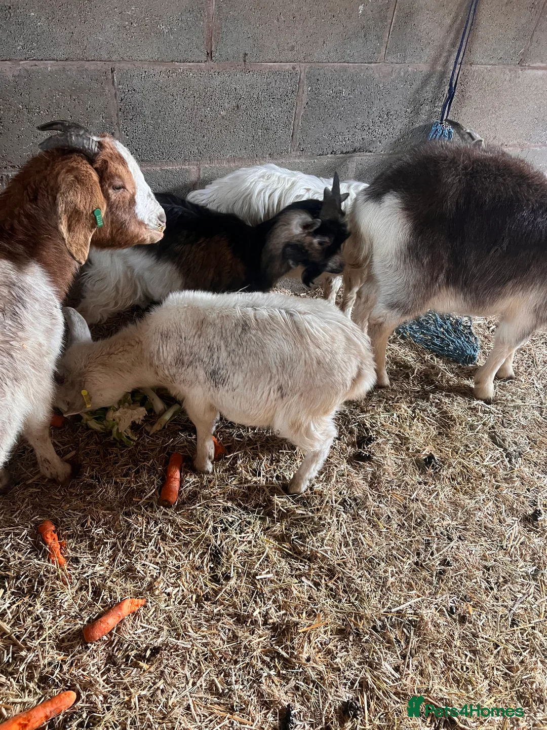 Goats livestock for sale: Goats available male female  - Advert 6