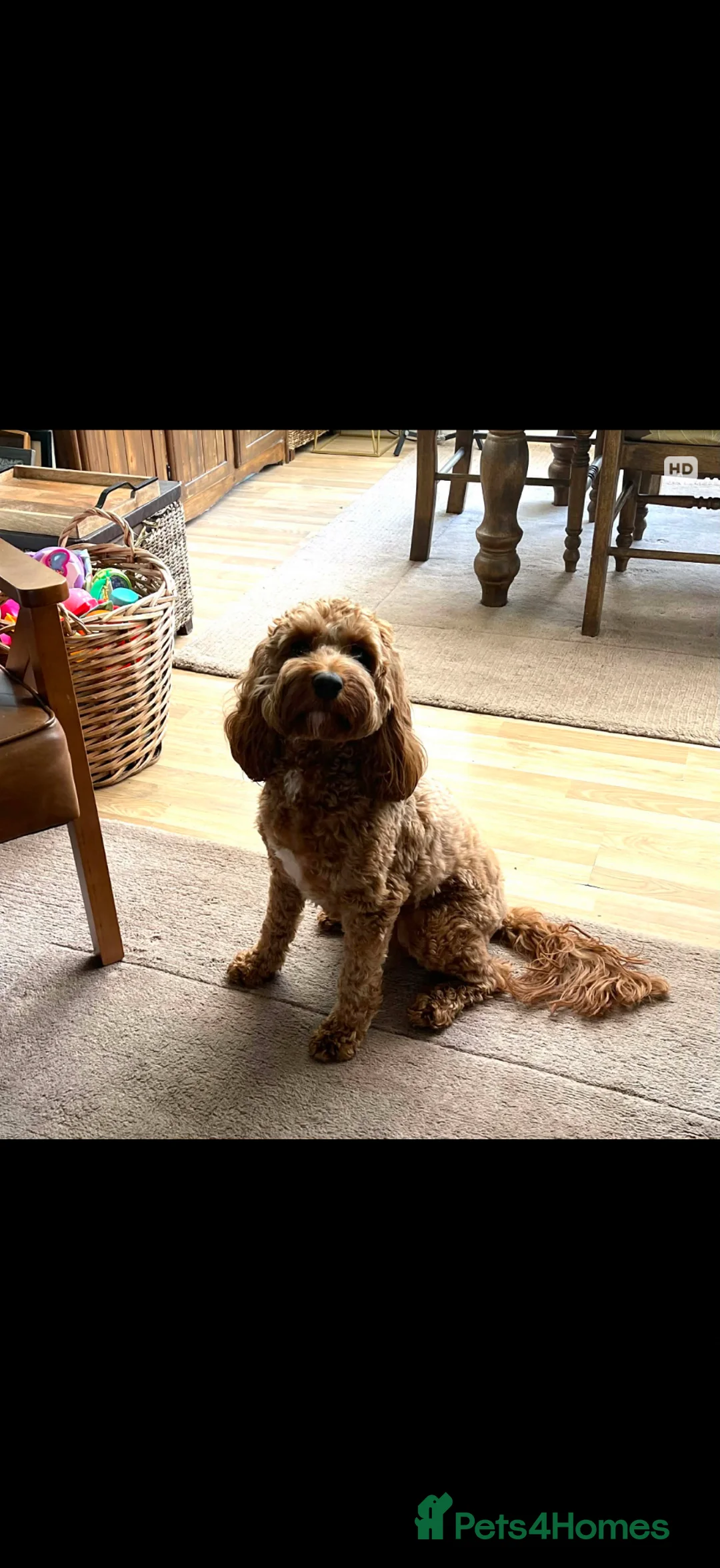 Cockapoo dogs for sale: Copper cockapoo - Advert 2