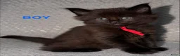 Maine Coon cats for sale: 🐾BEAUTIFUL MAINECOON KITTENS😻 3 BOYS & 2 GIRLS🐾 - Advert 25