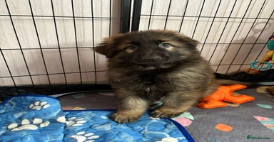 German Shepherd dogs - Advert 14