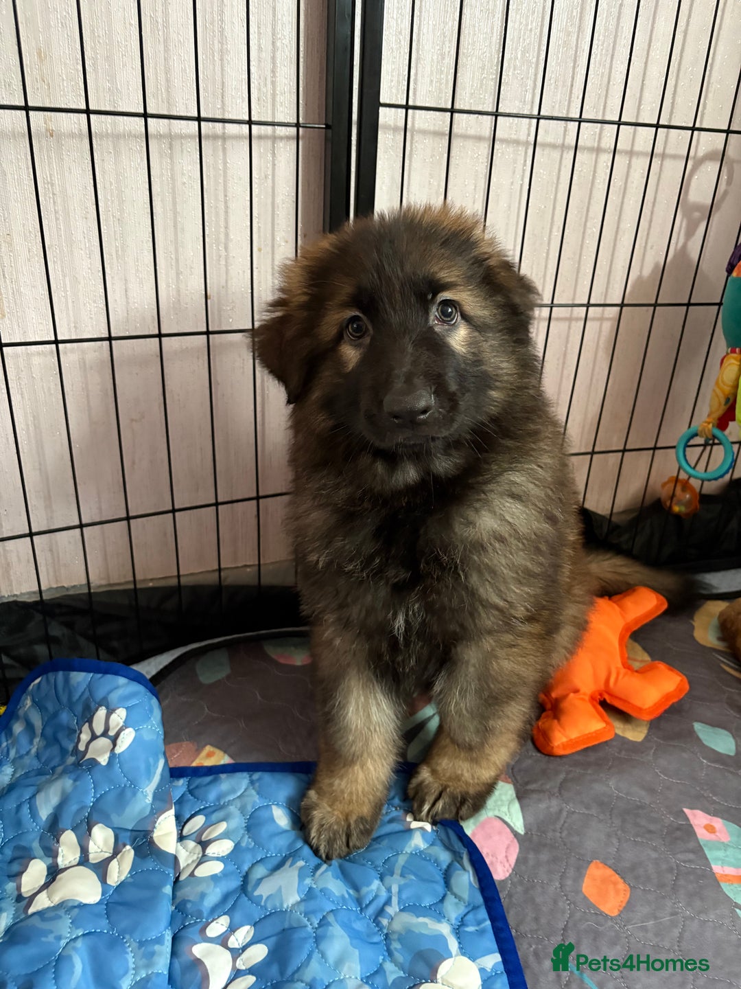German Shepherd dogs for sale: Ready to leave kc reg big boned health tested gsd - Image 4