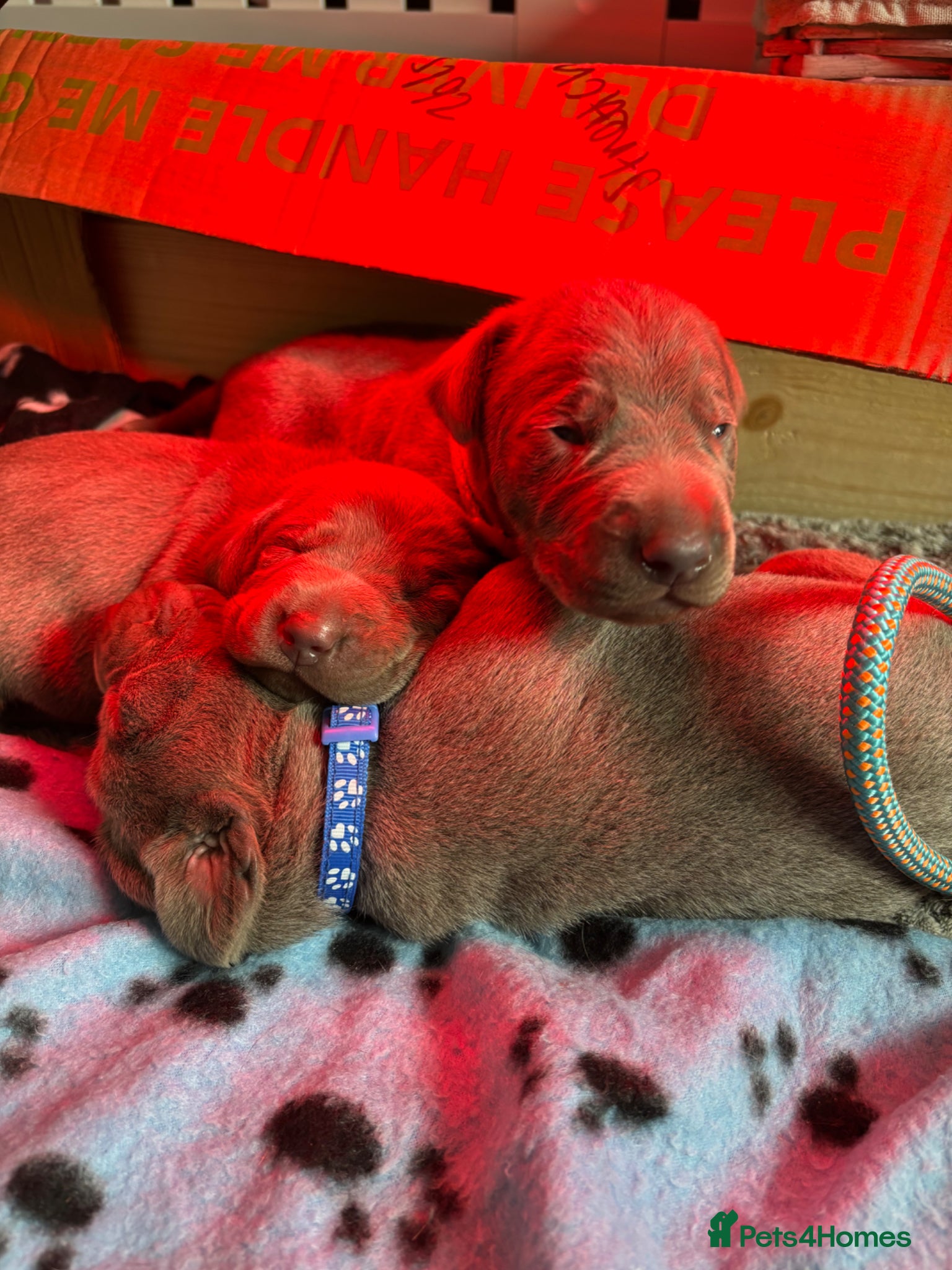 Mixed Breed dogs WEIMARMAN CHAMPION BLOODLINE PUPS - Advert 3