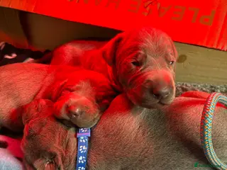 Mixed Breed dogs WEIMARMAN CHAMPION BLOODLINE PUPS - Advert 3