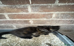 Bengal cats for sale: Kitten and mother for sale - Image 7