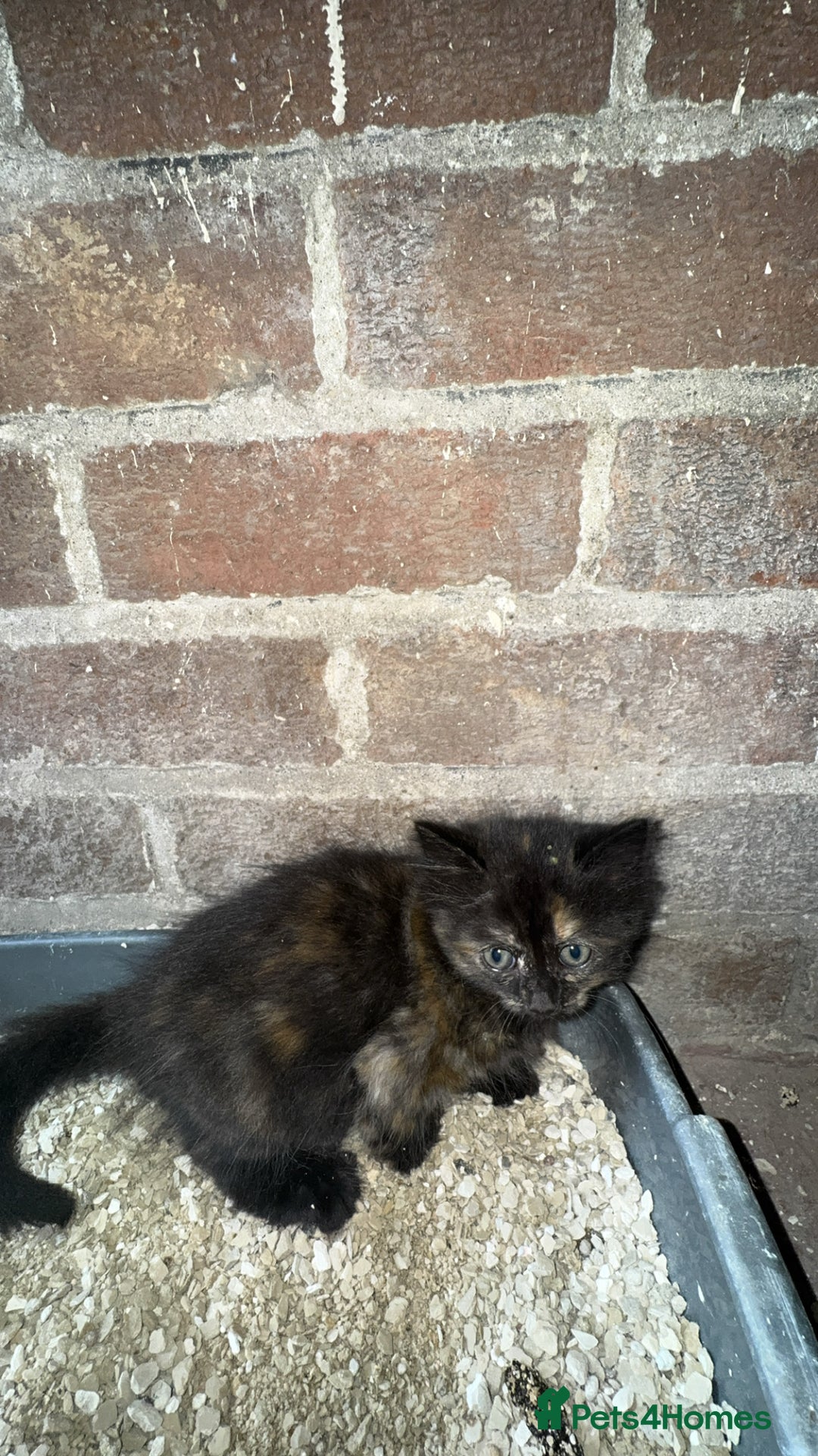 Bengal cats for sale: Kitten and mother for sale - Image 7