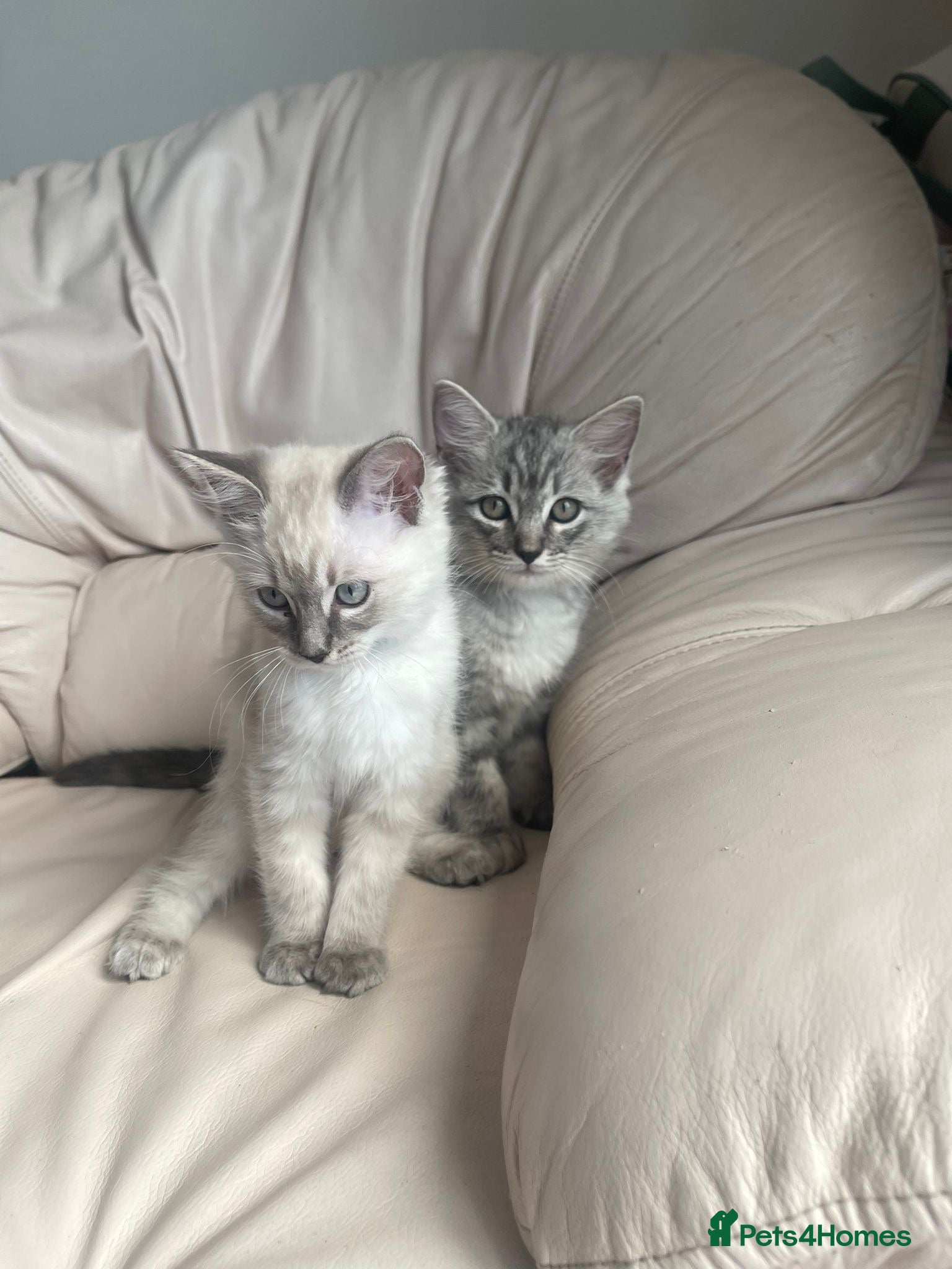 Ragdoll cats Ragdoll cross British shorthair litter - Advert 1