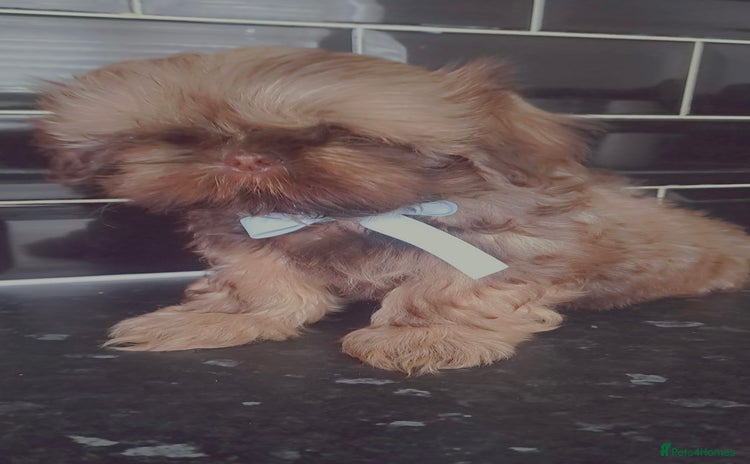 Shih Tzu dogs - Advert 2