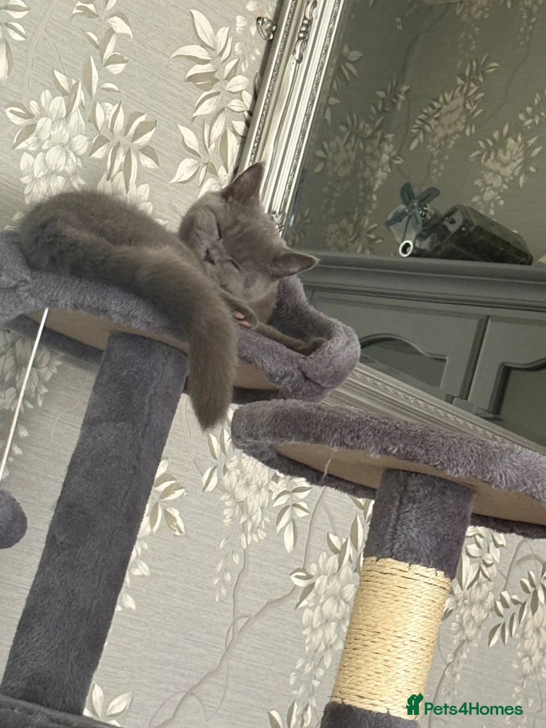 British Shorthair cats for sale: Miss Wendy in Wednesbury - Advert 4
