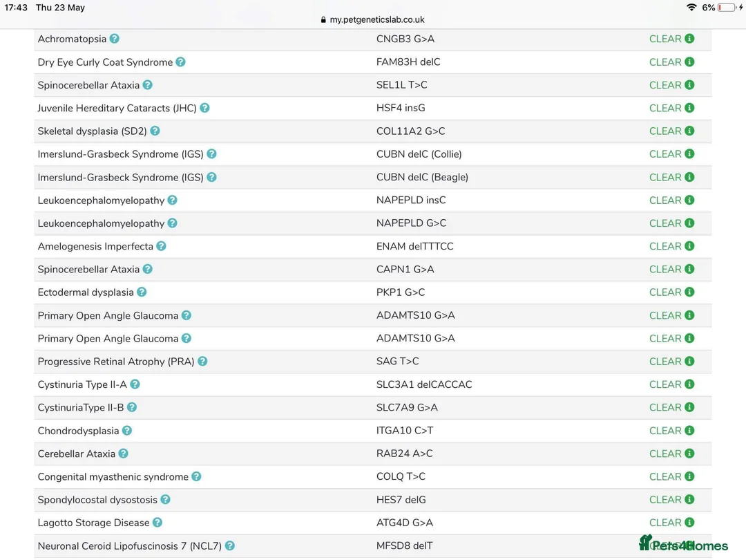Toy Poodle dogs for stud: Champion Line KC Apricot Toy Poodle Stud in Ringwood - Advert 16