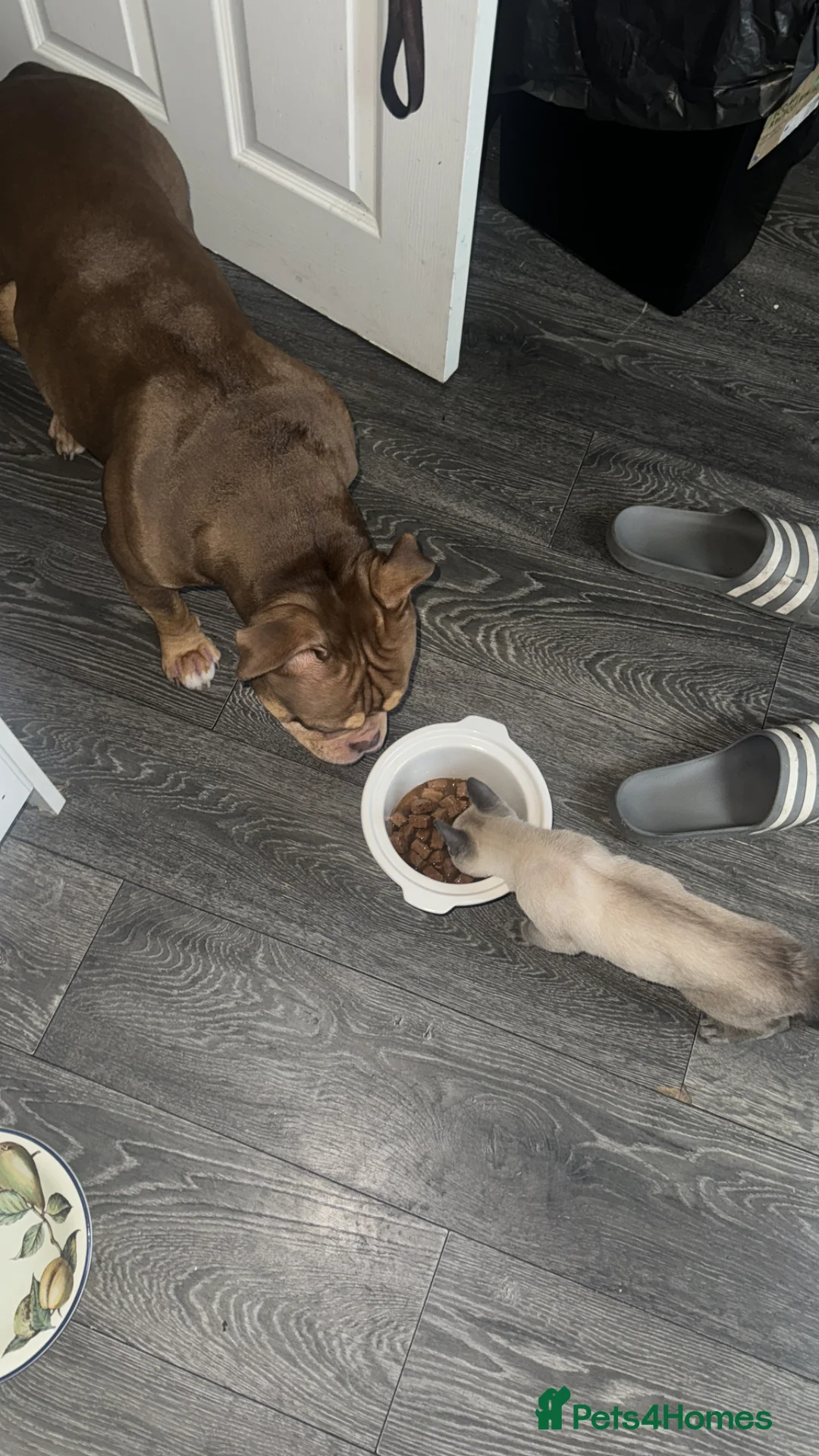 English Bulldog dogs for sale: Bulldog  in Rochdale - Advert 5