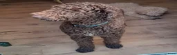 Labradoodle dogs for stud: Hypoallergenic Health Checked Labradoodle PROVEN  - Advert 5