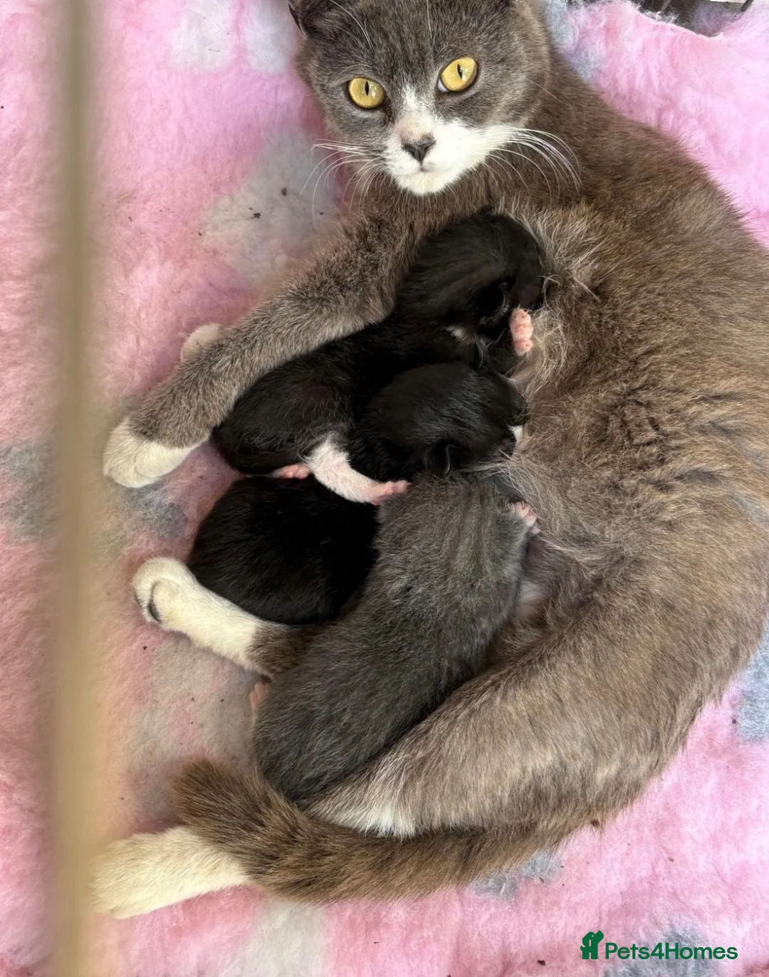 British Shorthair cats for sale: Gorgeous British shorthair kittens… - Advert 17