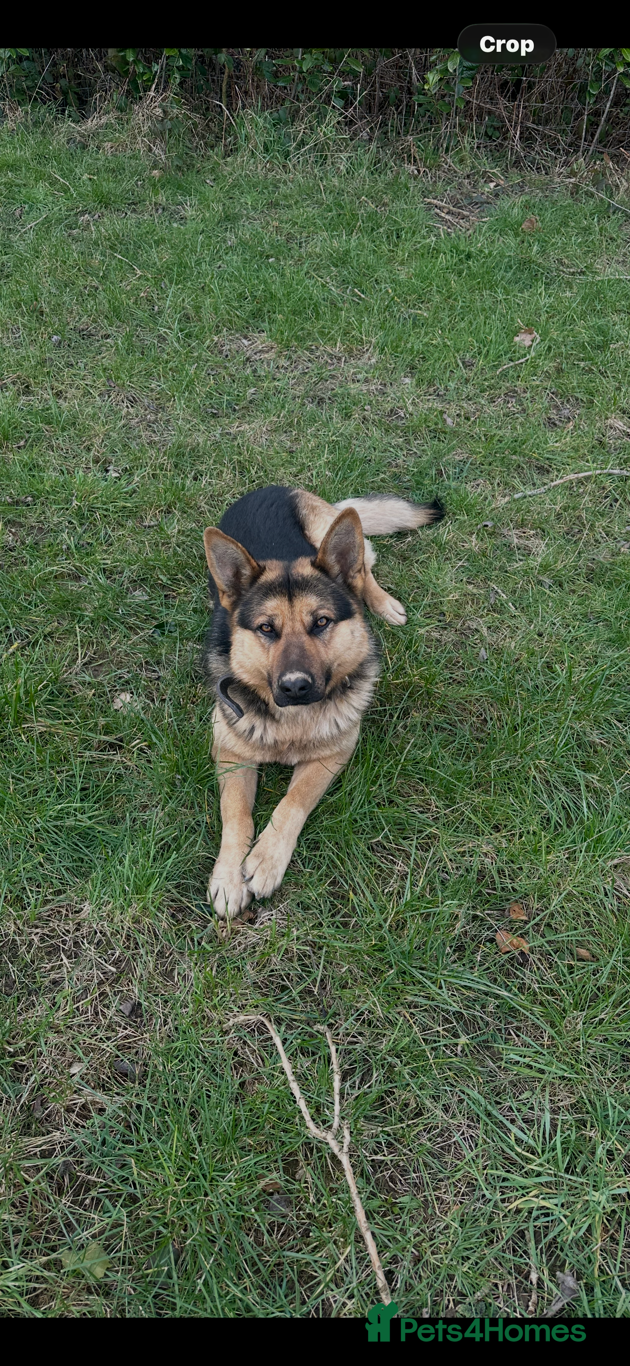 German Shepherd dogs German Shepherd for STUD ONLY - Advert 1