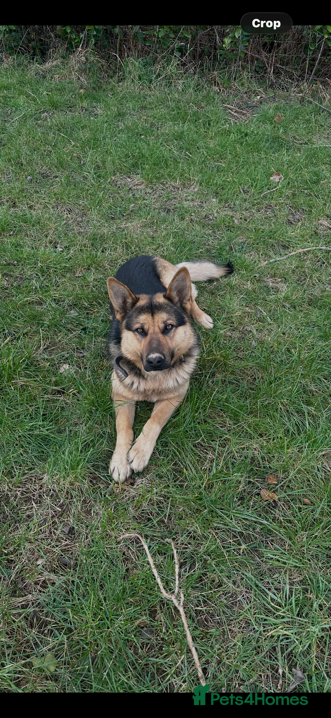 German Shepherd dogs for stud: German Shepherd for STUD ONLY - Advert 1