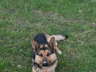 German Shepherd dogs German Shepherd for STUD ONLY - Advert 9