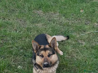 German Shepherd dogs German Shepherd for STUD ONLY - Advert 21