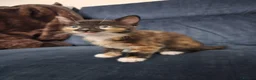 Mixed Breed cats for sale: 2 sweet girls  - Advert 13