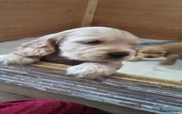 Cocker Spaniel dogs for sale: Gorgeous show type cocker spaniel puppies - Image 3