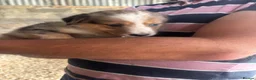 Border Collie dogs for sale: Collie puppies - merles  - Advert 25