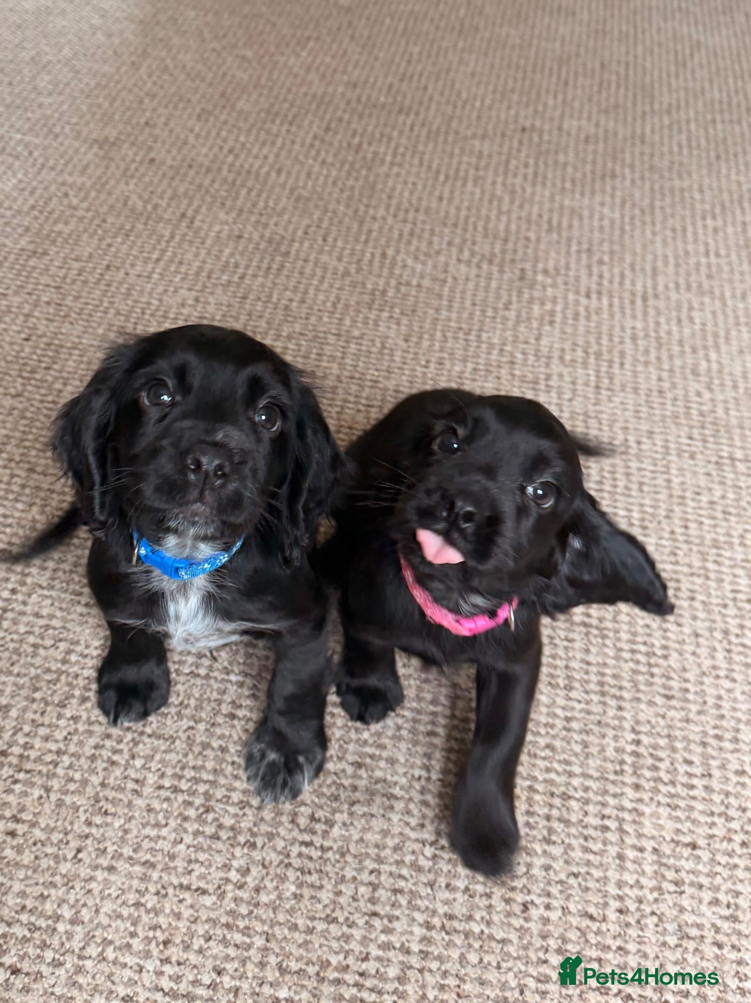 Cocker Spaniel dogs Working cocker spaniels  - Advert 2