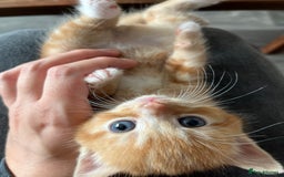 Persian cats for sale: Lovely little kittens  - Image 8