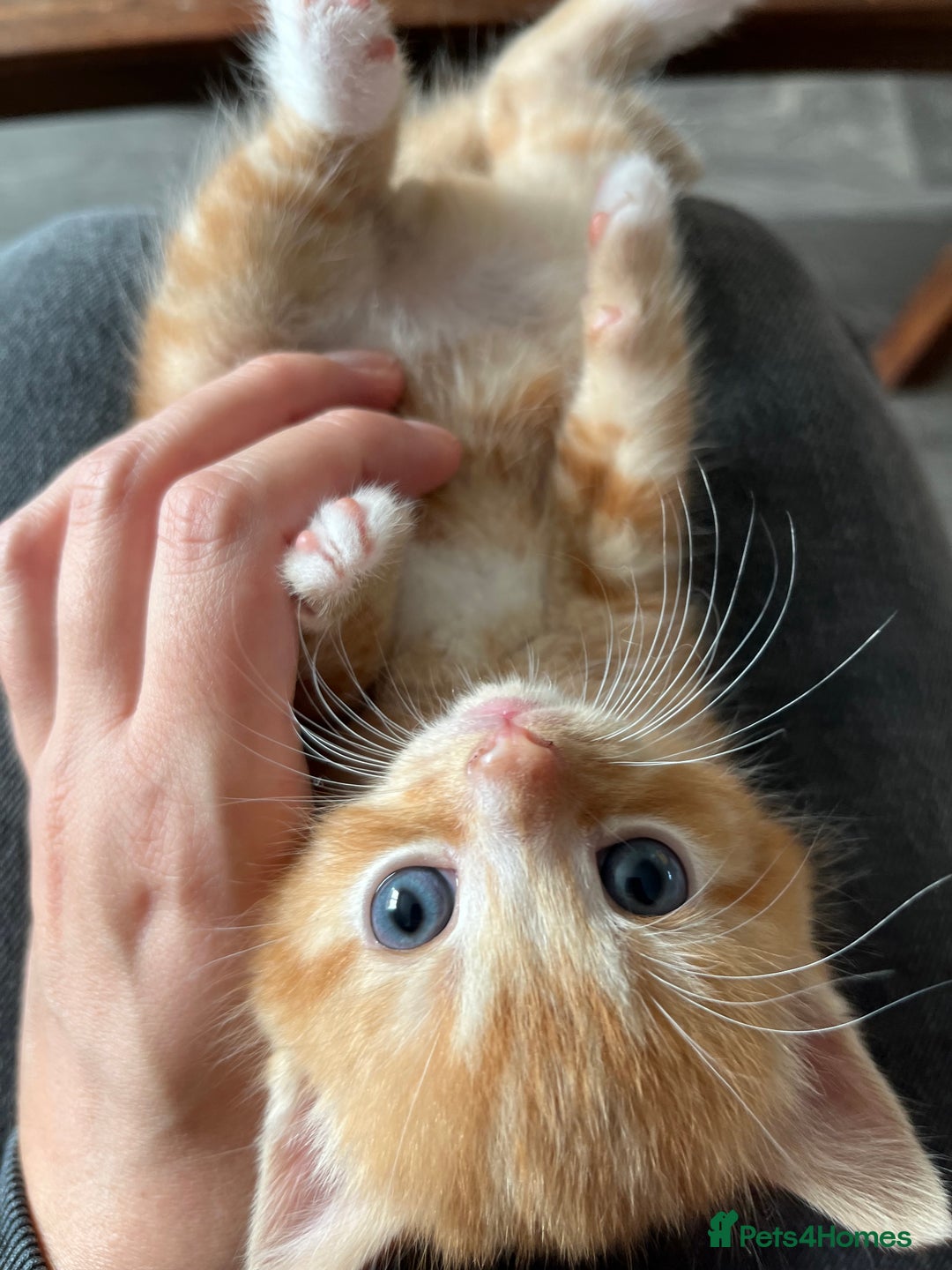 Persian cats for sale: Lovely little kittens  - Image 8