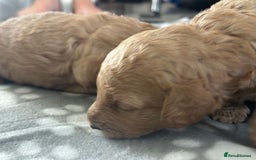 Labradoodle dogs for sale: Beautiful labradoodles for Sale  in Stoke-on-Trent - Image 14